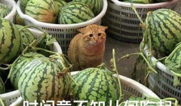 有什么爆料吃瓜的群吗,揭秘那些神秘的吃瓜爆料群